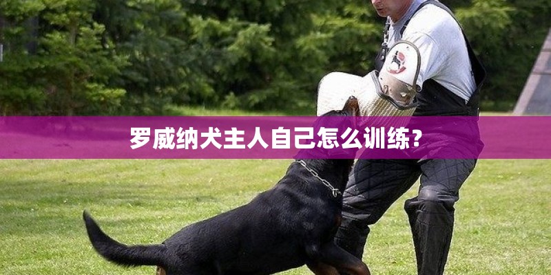 罗威纳犬主人自己怎么训练？