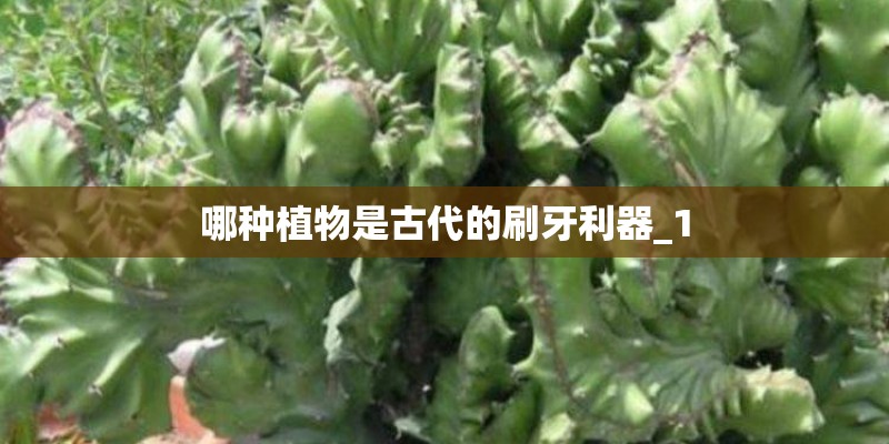 哪种植物是古代的刷牙利器_1