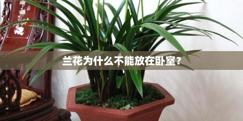 兰花为什么不能放在卧室? 兰花为什么不能放在卧室?