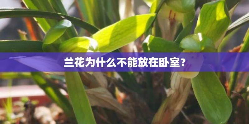 兰花为什么不能放在卧室? 兰花为什么不能放在卧室?