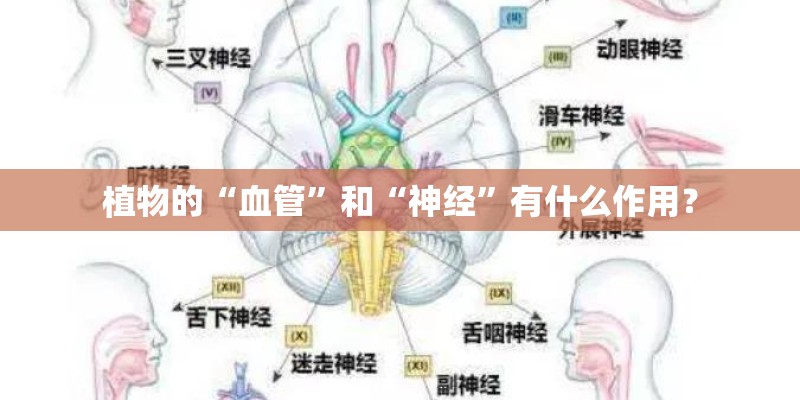 植物的“血管”和“神经”有什么作用？