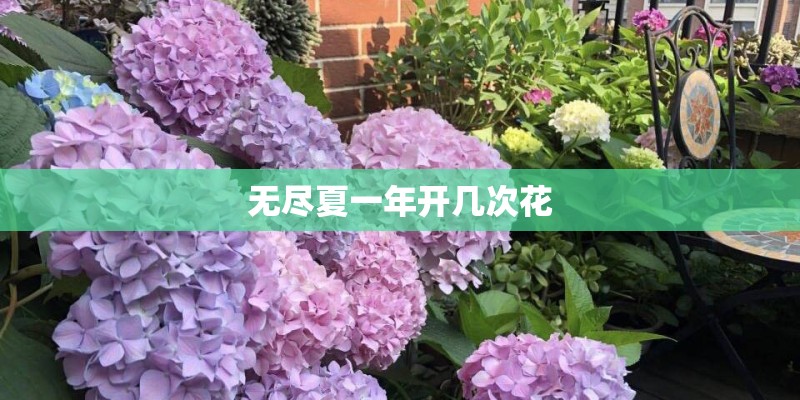无尽夏一年开几次花 无尽夏一年开几次花