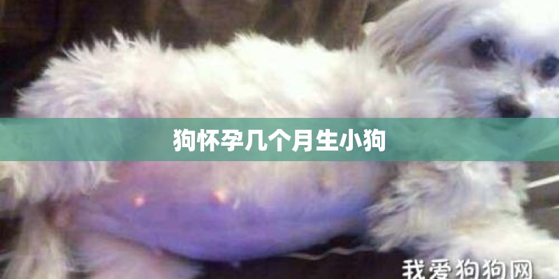 狗怀孕几个月生小狗