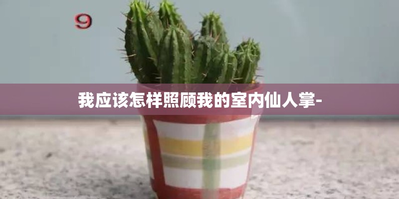 我应该怎样照顾我的室内仙人掌-
