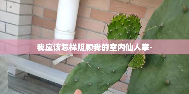 我应该怎样照顾我的室内仙人掌- 我应该怎样照顾我的室内仙人掌-