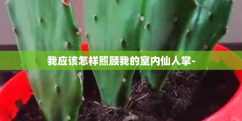 我应该怎样照顾我的室内仙人掌- 我应该怎样照顾我的室内仙人掌-