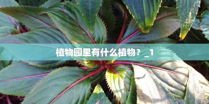 植物园里有什么植物?_1 植物园里有什么植物?_1