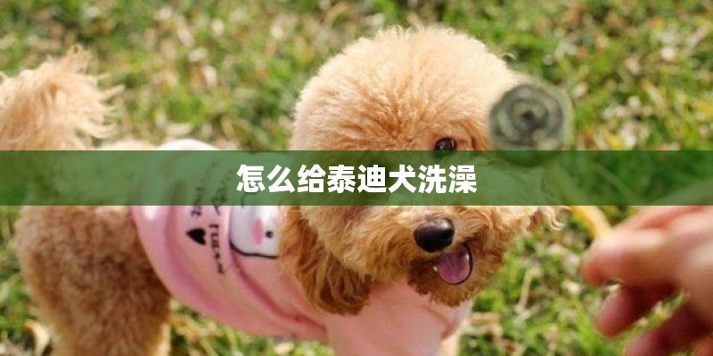 怎么给泰迪犬洗澡 怎么给泰迪犬洗澡