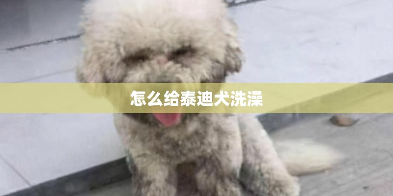 怎么给泰迪犬洗澡 怎么给泰迪犬洗澡