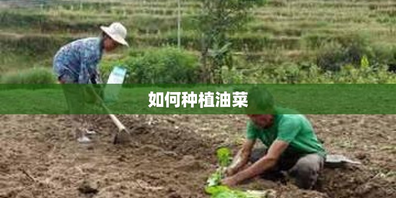 如何种植油菜