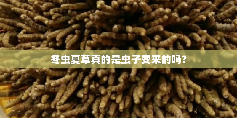 冬虫夏草真的是虫子变来的吗? 冬虫夏草真的是虫子变来的吗?