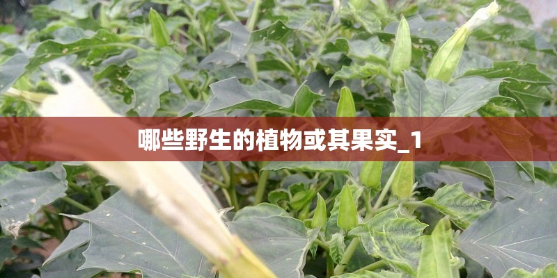 哪些野生的植物或其果实_1