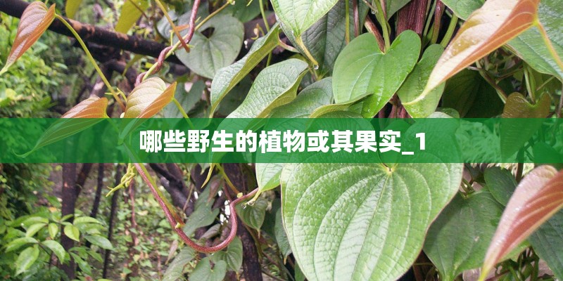 哪些野生的植物或其果实_1 哪些野生的植物或其果实_1