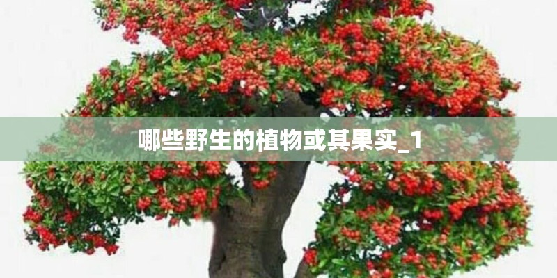 哪些野生的植物或其果实_1 哪些野生的植物或其果实_1