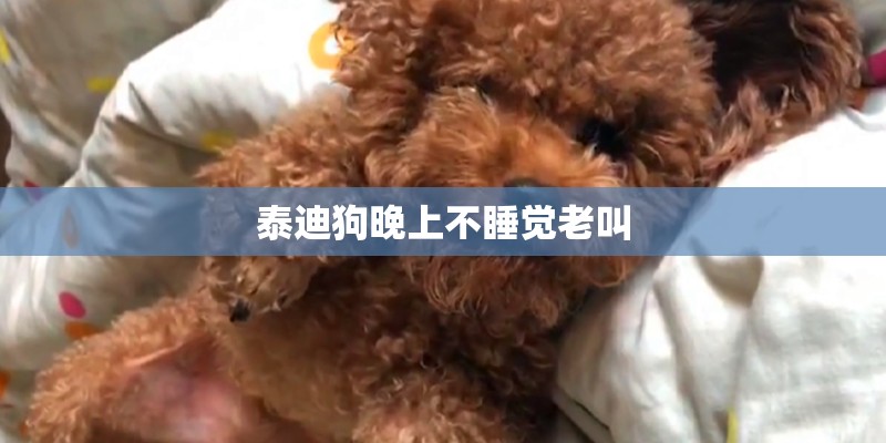 泰迪狗晚上不睡觉老叫 泰迪狗晚上不睡觉老叫
