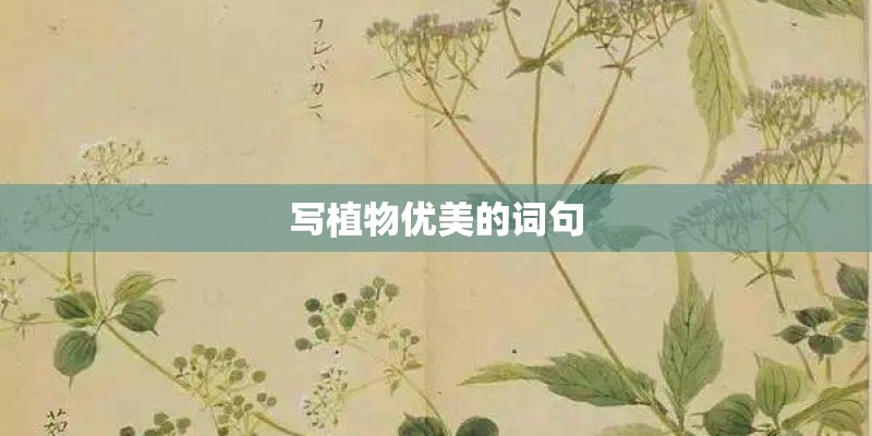 写植物优美的词句