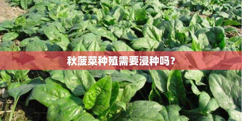 秋菠菜种殖需要浸种吗？