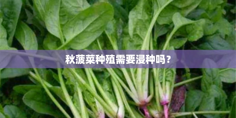 秋菠菜种殖需要浸种吗? 秋菠菜种殖需要浸种吗?