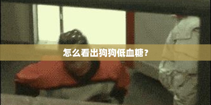 怎么看出狗狗低血糖？