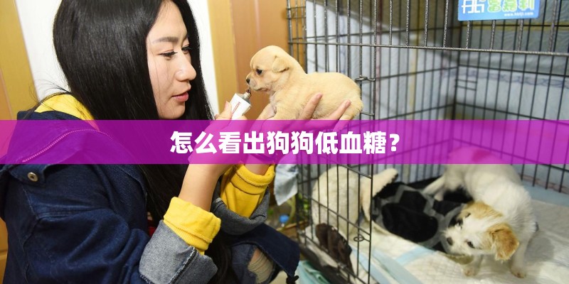 怎么看出狗狗低血糖？