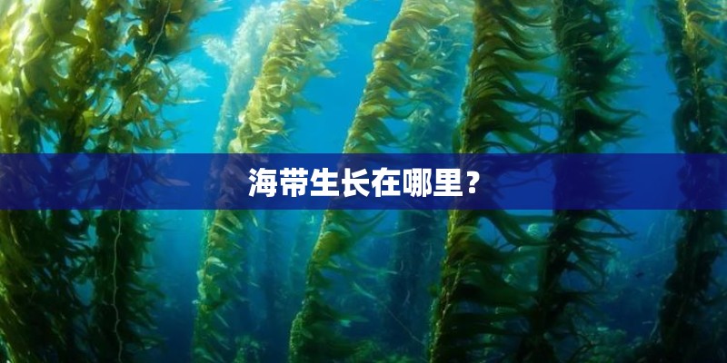 海带生长在哪里？