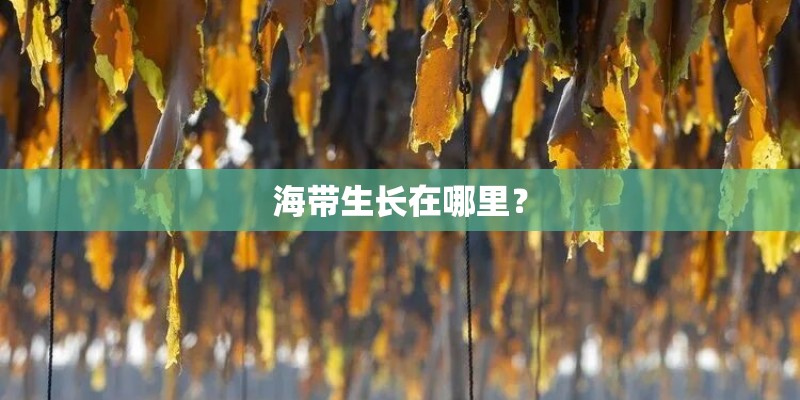 海带生长在哪里？