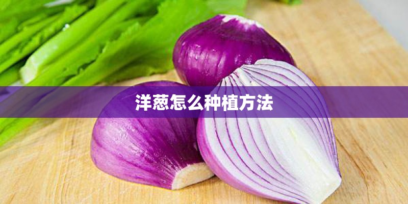 洋葱怎么种植方法