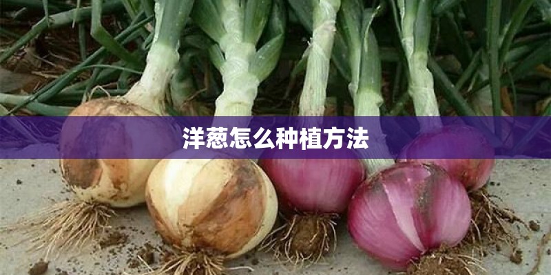 洋葱怎么种植方法 洋葱怎么种植方法
