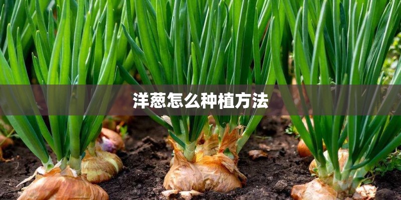 洋葱怎么种植方法 洋葱怎么种植方法