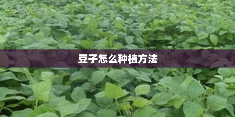 豆子怎么种植方法