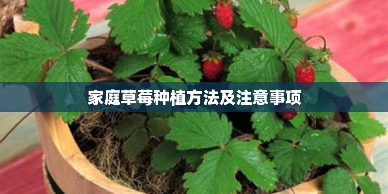 家庭草莓种植方法及注意事项