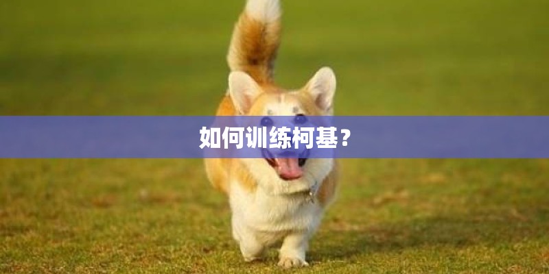 如何训练柯基？