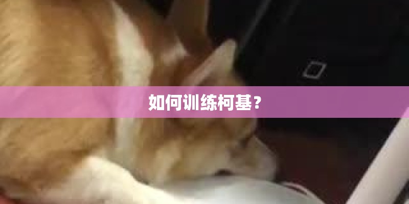如何训练柯基？