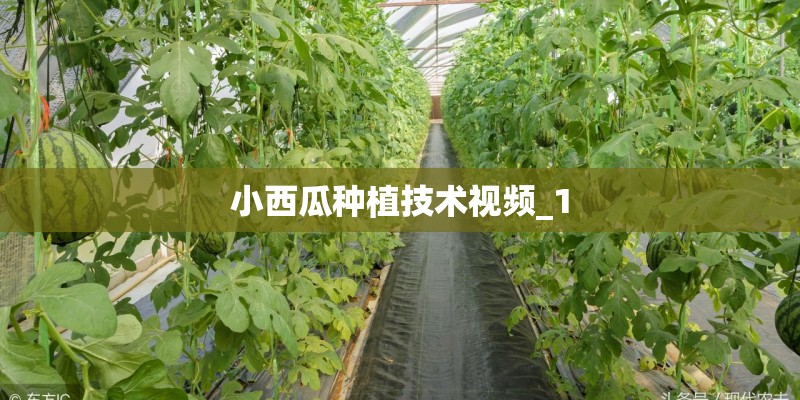 小西瓜种植技术视频_1