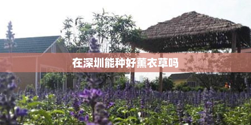 在深圳能种好薰衣草吗