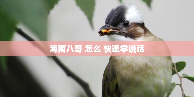 海南八哥 怎么 快速学说话