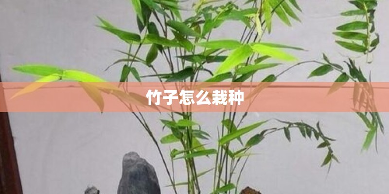 竹子怎么栽种