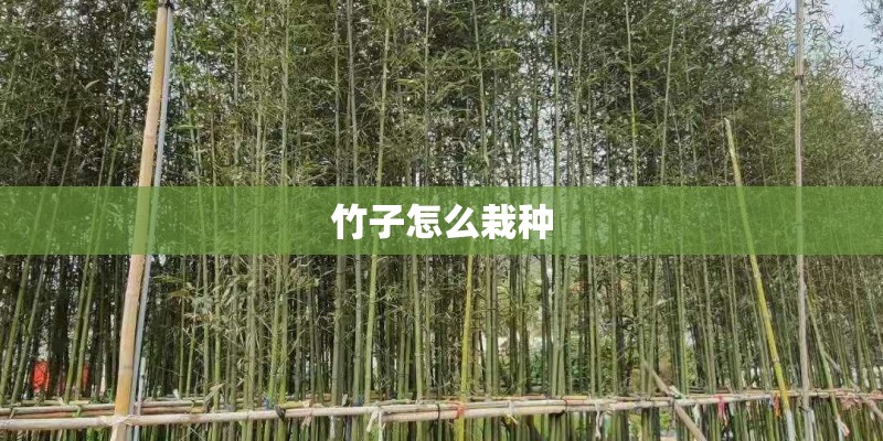 竹子怎么栽种 竹子怎么栽种