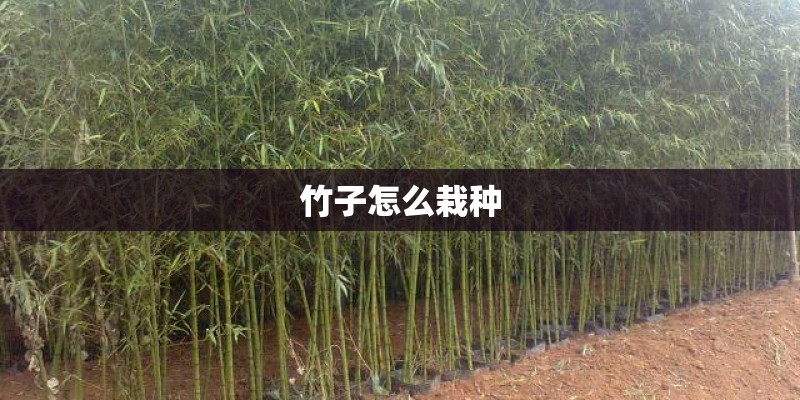 竹子怎么栽种 竹子怎么栽种
