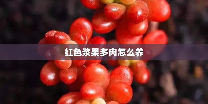 红色浆果多肉怎么养