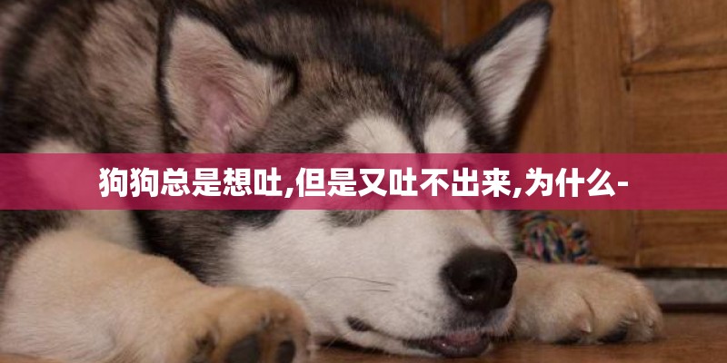 狗狗总是想吐,但是又吐不出来,为什么-