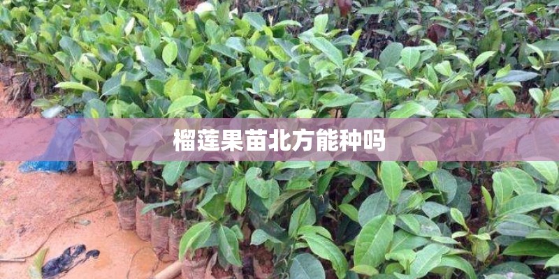 榴莲果苗北方能种吗