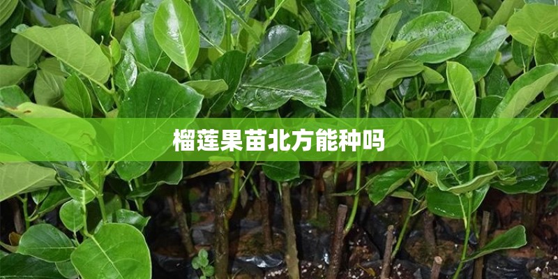 榴莲果苗北方能种吗