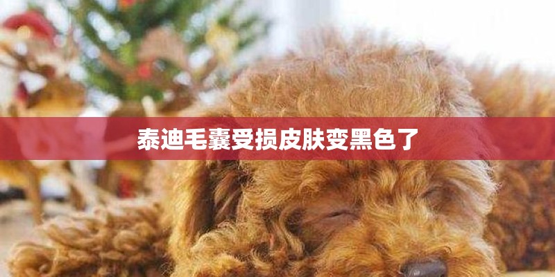 泰迪毛囊受损皮肤变黑色了