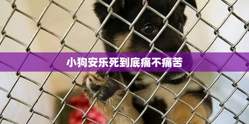 小狗安乐死到底痛不痛苦 小狗安乐死到底痛不痛苦