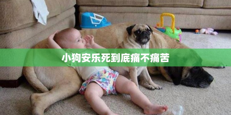 小狗安乐死到底痛不痛苦 小狗安乐死到底痛不痛苦