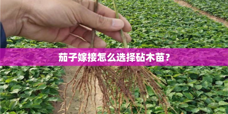 茄子嫁接怎么选择砧木苗? 茄子嫁接怎么选择砧木苗?