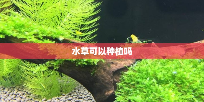 水草可以种植吗