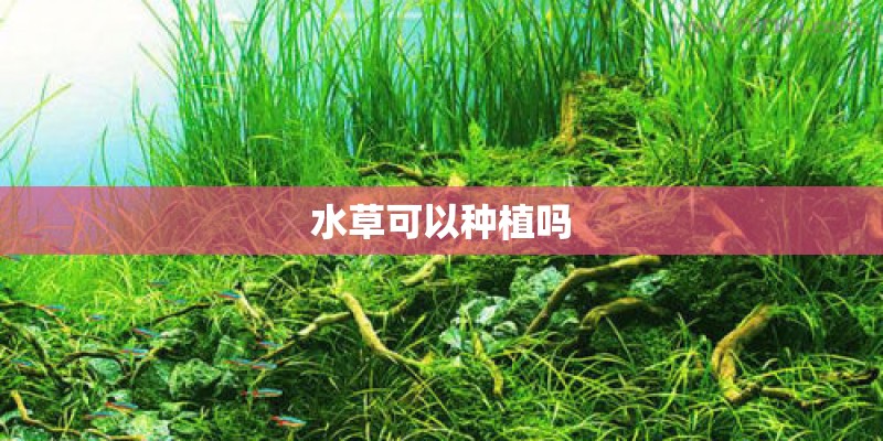 水草可以种植吗 水草可以种植吗