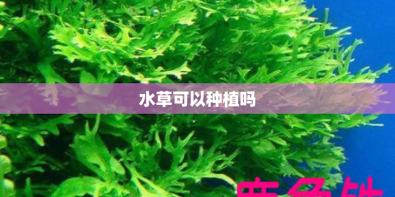 水草可以种植吗 水草可以种植吗
